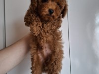 Yavru erkek toy poodle