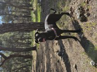 1 yaşında safkan cane corso