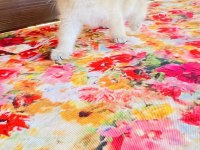 Nyv11 toparlak surat, mavi gözlü british shorthair