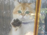 Oyuncu Toparlak Kafa Saf Kan ny12 British Shorthair