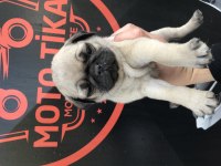 Üst düzey pug yavrularım mevcut iyisini beslemek isteyene