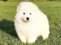 Elit Patiler Farkıyla Samoyed Yavrular
