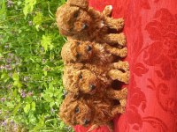 Bal Böcekleri Poodle Köpekler