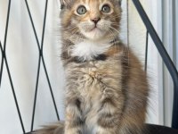 Black Tortie Güzeli Isabella Maine Coon