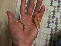 Morph garantili leopard gecko