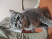 Çok tatlı ayı surat british shorthair kediler