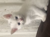 Yavru british shorthair kedilerimiz sahiplendirilecektir