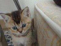 British shorthair yavrular
