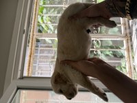 Golden retriever orjinal safkan bebeklerimiz 2 haftalık