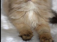SAFKAN British Longhair ny11 Erkek