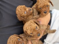 Poodle bebeklerimiz