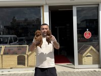 MALTESE YAVRULAR MALTİPO VE TOY POODLE YAVRULAR ANKARA