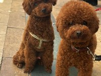 Resmi işletmeden kore toy poodle yavrular