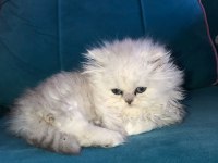 Kadi dünyası british shorthair