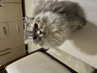 Safkan Scottish Fold
