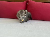 Dünya tatlısı british longhair