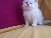 British longhair beyaz mavi gözlü