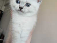 LYNX POİNT BRİTİSH LONGHAİR YAVRULARIMIZ