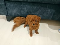 2 aylik erkek irk garantili poodle