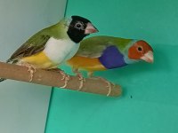 Goldun finch