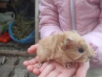 Peruvan yavrularım guinea pig