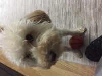 Yakışıklı poodle