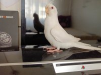 Full+full evcil albino kırmızı göz bebek sultan papağanı