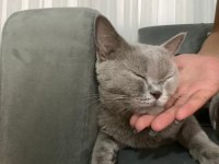 Hamile dişi british shorthair acil
