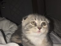 Scottish fold dişi kedi