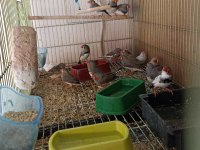 Zebra finch hint bülbülleri klasik ve mutasyon renklerde