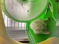 2 aylık gonzales hamster