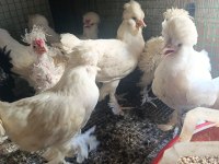 3 aylık 3,5 aylık civarında osmanlı sultan yavruları