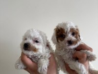 Maltipoo Yavrularıma Yuva Arıyorum