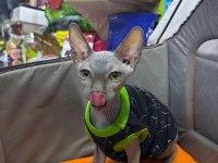 TESLİME HAZIR SFENKS KEDİSİ