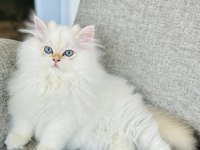 Saf kanlı british longhair erkek kedimiz