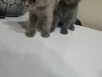 Cok uyguna maviş gözlü british shorthair yavru