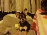 Minyatür pinscher köpeği 2 aylık