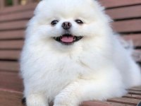 Pomeranian bebekler için arayabilirsiniz