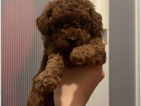 Ev doğumu Toy Poodle yavrularımız 2 aylık
