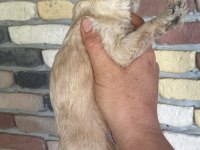 Minik maltipoo yavrularımız yeni yuvalarını bekliyor