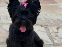 Black Yorkshire Terrier