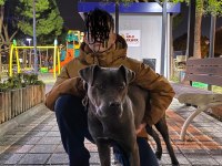 9 Aylık Cane Corso