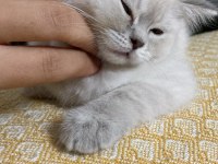 British shorthair