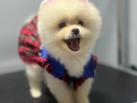 POMERANIAN BOO AYI SURAT