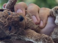 Teacup Poodle Aileden Sahiplendirilecek Baba Kore