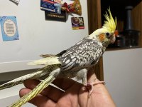 4 aylık sultan papağanı