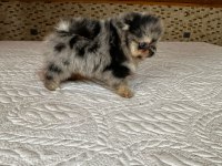 Blue merle pomeranian boo yavrular