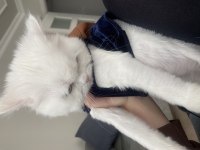 Chinchilla 11 aylık kedimiz