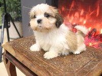 Safkan Shih Tzu Yavruları Sahiplendirme Aşılı