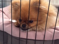 6 aylık pomeranian